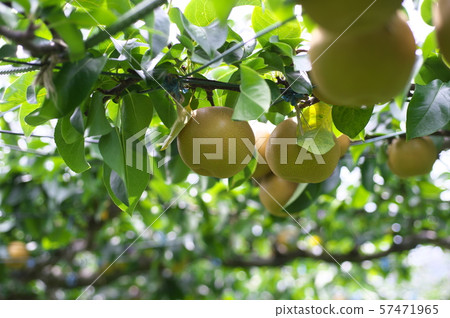 Pear Tamagawa pear Hosui 57471965