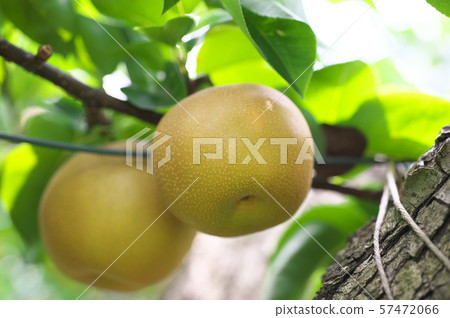 Pear Tamagawa pear Hosui Pear Tamagawa pear Hosui 57472066