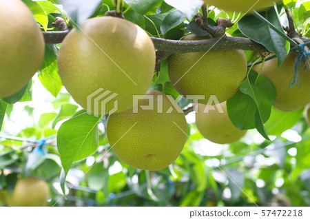 Pear Tamagawa pear Hosui Pear Tamagawa pear Hosui 57472218