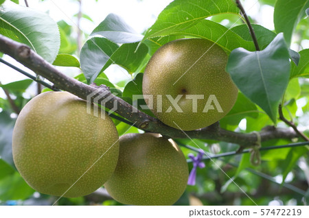 Pear Tamagawa pear Hosui 57472219