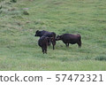 Japanese beef 57472321