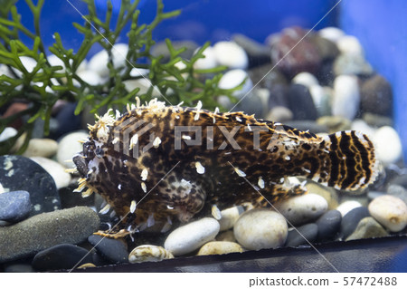 Hana Okose Hana Okose 57472488