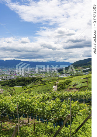 Vineyard landscape in Yamanashi Prefecture Vineyard landscape in Yamanashi Prefecture 57472509