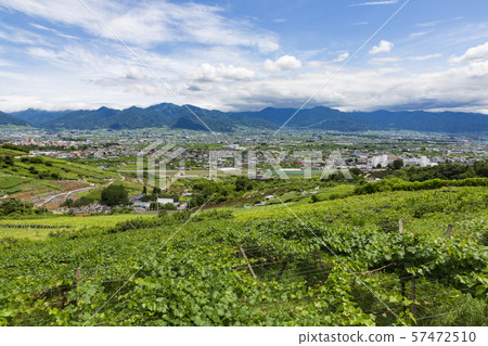 Vineyard landscape in Yamanashi Prefecture Vineyard landscape in Yamanashi Prefecture 57472510