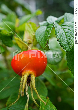 可愛的赫曼努斯的紅色漿果 57472702