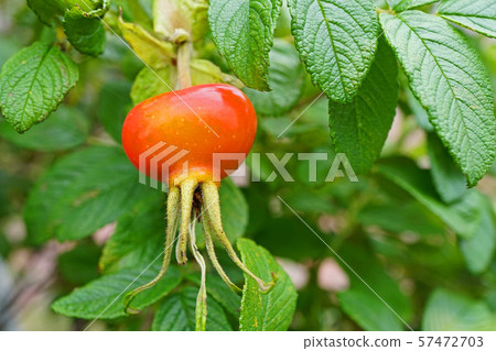可愛的赫曼努斯的紅色漿果 57472703