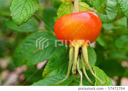 可愛的赫曼努斯的紅色漿果 可愛的赫曼努斯的紅色漿果 57472704