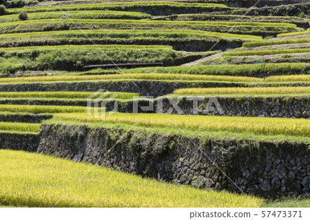 Rice terraces Rice terraces 57473371