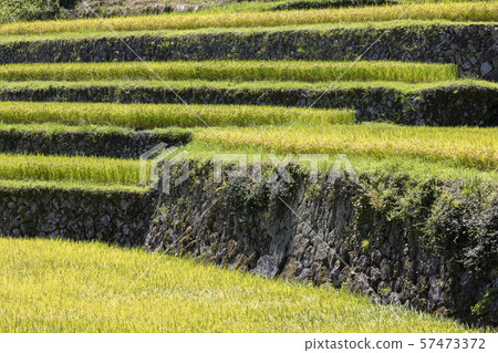 Rice terraces Rice terraces 57473372