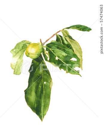 Oyster persimmon leaves with watercolor 57474063