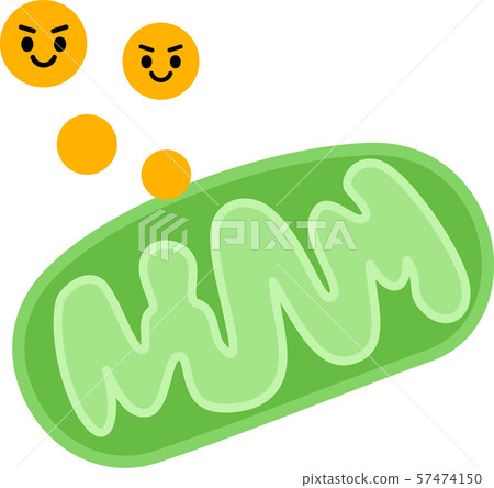 Image of ATP generated from mitochondria 57474150