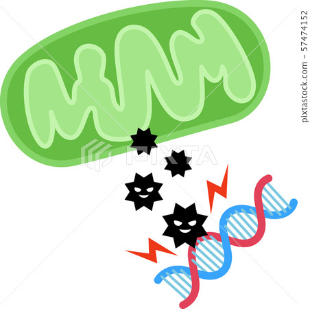 線粒體產生的活性氧和損傷基因 57474152
