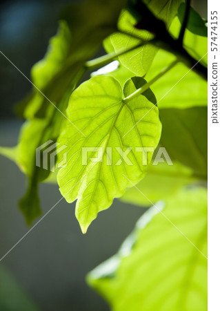 Umberata Sunshine Up Black Back 57474155