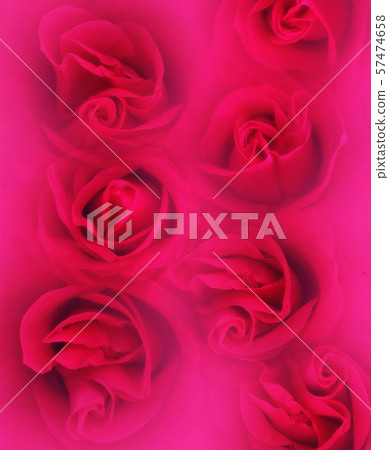 Roses on Paper 57474658