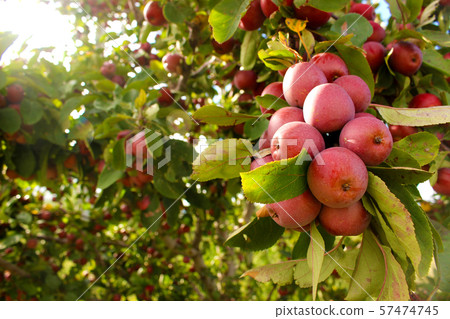 Princess apple 2 57474745