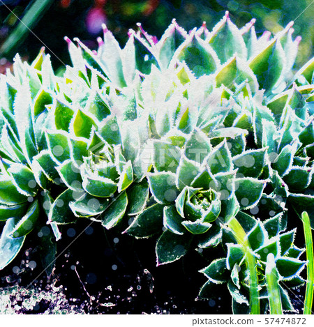 Abstract Succulent Illustration Abstract Succulent Illustration 57474872