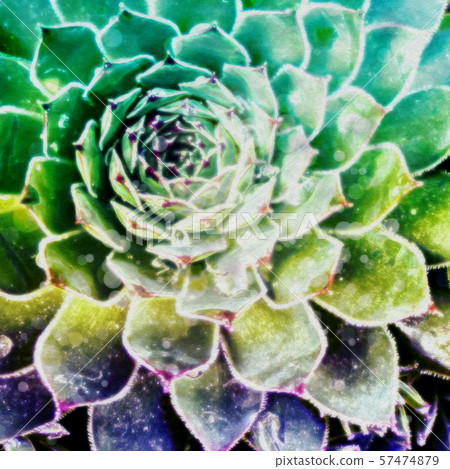 Abstract Succulent Illustration Abstract Succulent Illustration 57474879