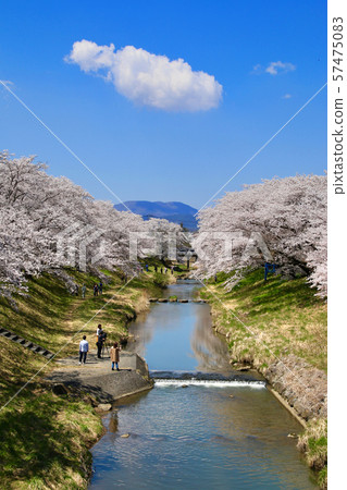 藤田河Fureai櫻花(福島縣·郡山市) 藤田河Fureai櫻花(福島縣·郡山市) 57475083