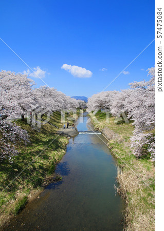 藤田河Fureai櫻花(福島縣·郡山市) 藤田河Fureai櫻花(福島縣·郡山市) 57475084