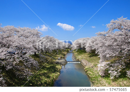 藤田河Fureai櫻花(福島縣·郡山市) 藤田河Fureai櫻花(福島縣·郡山市) 57475085