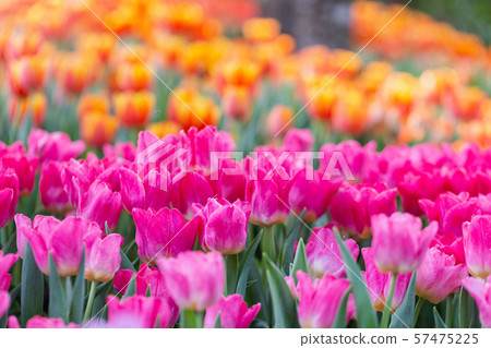 Tulip flower in tulip field at winter or spring day. 57475225