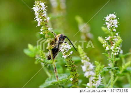 Swallowtail bear bunch 57475388