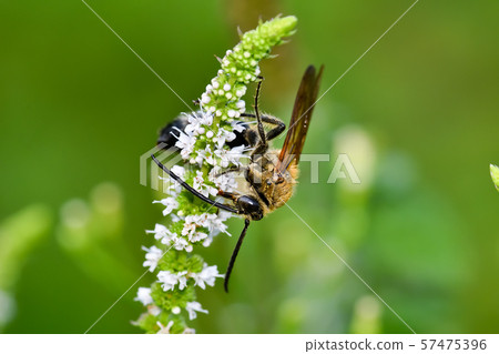 Swallowtail熊束 57475396