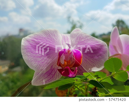 Blooming orchid flower on sky background.  57475420