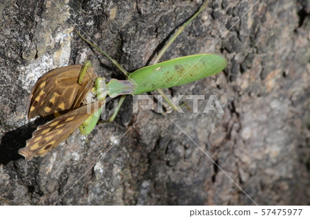 Insect mantis kamakiri 57475977