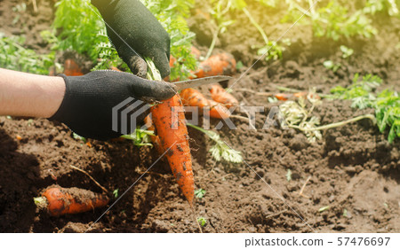Carrot in the hands of a farmer. Harvesting. Carrot in the hands of a farmer. Harvesting. 57476697