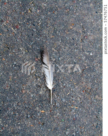 pigeon feather on the pavement. photo 57476751