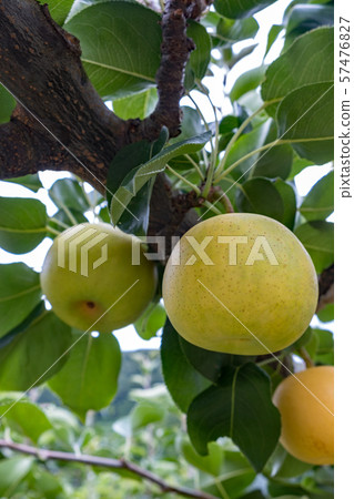Twentieth Century Pear Twentieth Century Pear 57476827
