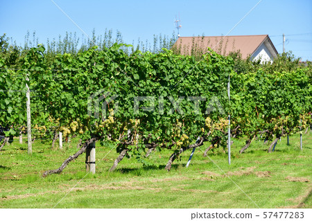 在北海道的尼基拍攝葡萄園景觀 57477283