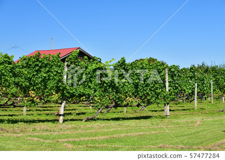 在北海道的尼基拍攝葡萄園景觀 57477284