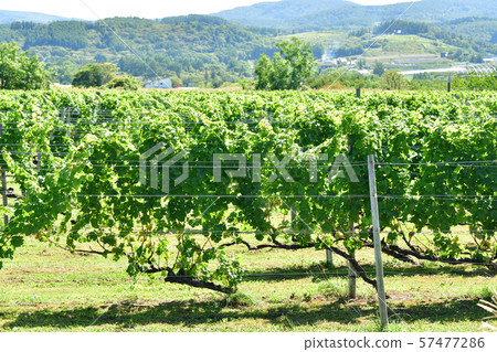 Take a picture of the vineyard landscape in Niki, Hokkaido Take a picture of the vineyard landscape in Niki, Hokkaido 57477286