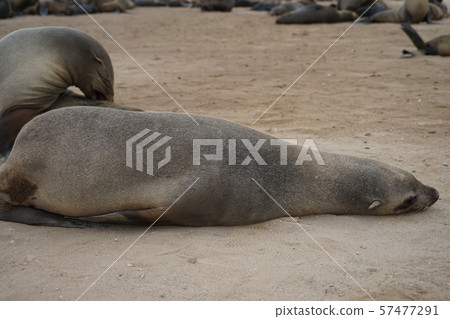Minami Africa毛皮海豹 Minami Africa毛皮海豹 57477291