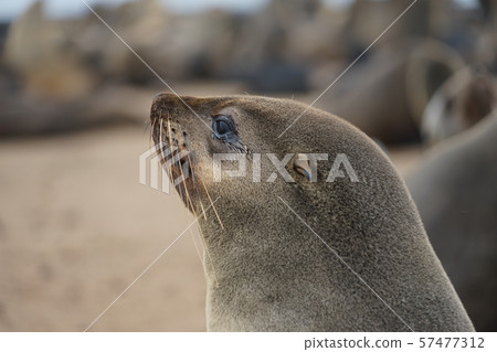 Minami Africa Fur Seals Minami Africa Fur Seals 57477312