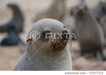 Minami Africa毛皮海豹 Minami Africa毛皮海豹 57477332