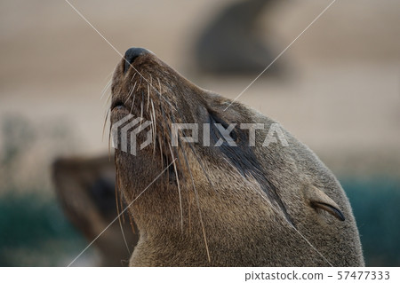 Minami Africa Fur Seals Minami Africa Fur Seals 57477333
