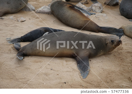 Minami Africa Fur Seals Minami Africa Fur Seals 57477336