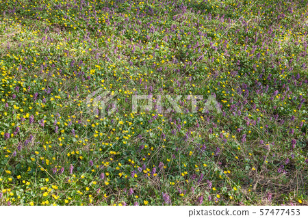 Corydalis solida and Marsh Marigold (Caltha Corydalis solida and Marsh Marigold (Caltha 57477453