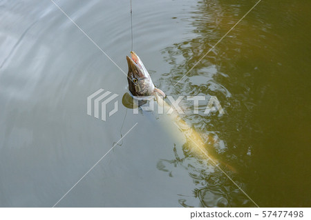 Just caught freshwater fish Northern pike (Esox 57477498