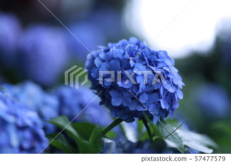 hydrangea   57477579