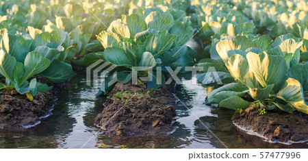 Irrigation cabbage in the field. Irrigation cabbage in the field. 57477996