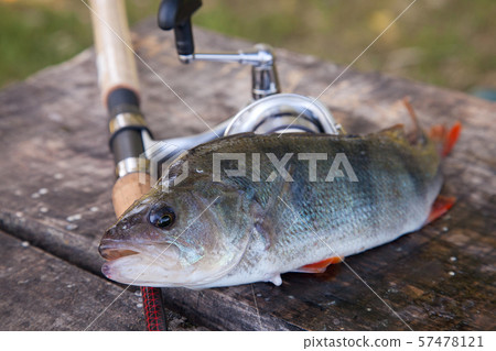 Close up view of big freshwater perch and fishing Close up view of big freshwater perch and fishing 57478121