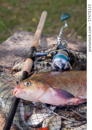 Trophy fishing. Close up view of big freshwater 57478123