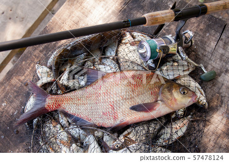 Trophy fishing. Big freshwater common bream fish 57478124