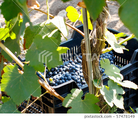 Vendemmia - grape harvest in a vineyard Vendemmia - grape harvest in a vineyard 57478149