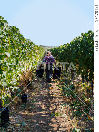 Worker during Vendemmia - grape harvest in a 57478151