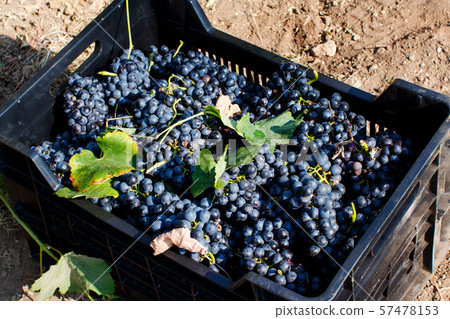 Vendemmia - grape harvest in a vineyard Vendemmia - grape harvest in a vineyard 57478153